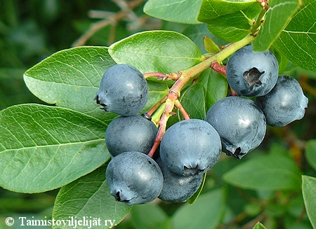 Vaccinium Angustifolium-Ryhm   'Alvar'